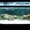re arranged aquascape