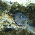 Tank_Pictures_003