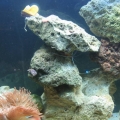 LeftSide Rock Reconfigure and New Protein Skimmer(cleaned the cyna)