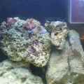 RightSide Rock Reconfigure and New Protein Skimmer(cleaned the cyna)
