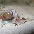 Two Zebra Crabs Eyeing up a New Shell? (turbo shell)