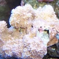 new_montapora