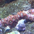 orange_zoa1