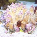 In_the_tank