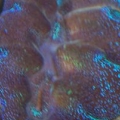 clam1