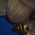 2_clown_fish_1