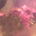 red slime.. help me please.. tried everything
