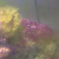 red slime.. help me please.. tried everything