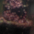 red slime, algae attack
