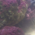 red slime, algae attack