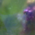 red slime, algae attack