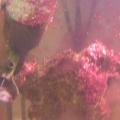 red slime, algae