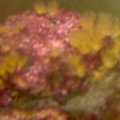 red slime, algae