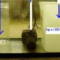 10 gallon sump/fuge