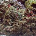 reef-tank-001