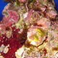 reef-tank-002