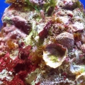 reef-tank-003