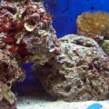 reef-tank-006