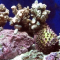 reef-tank-009