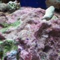 reef-tank-010