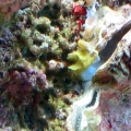 reef-tank-012