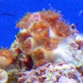 reef-tank-013