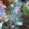 reef-tank-014