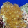 reef-tank-015