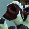 reef-tank-016