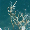 reef-tank-017