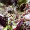 reef-tank-020