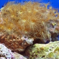 reef-tank-025