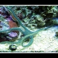 Green Brittle Star