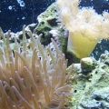 Anemone & Leather Corral