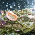 Corals