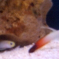 fire fish