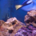 My Regal Tang