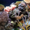 Biocube 29