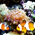 clowns near my frogspawn refusing to host