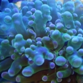 frogspawn