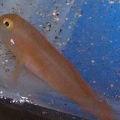 clown goby