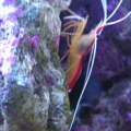 skunk shrimp