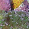 sun frogspawn