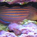 sixline wrasse