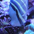 nosey tang