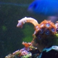 Aqu 015 (Small)