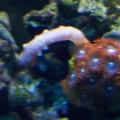 Aqu 017 (Small)