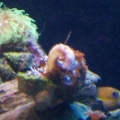Aqu 023 (Small)