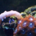 Aqu 031 (Small)