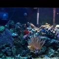 Aqu 033 (Small)